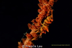 Wire coral shrimp... by Francis Lau 